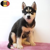 Siberische Husky 22-05-26 F(BE7228) 22-07-26.jpg