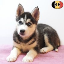 Siberische Husky 22-05-26 F(BE7197) 22-07-26.jpg
