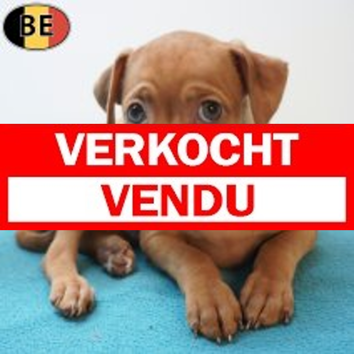 Pinscher 25-05-26 M(BE7244) 22-07-26.verkocht-vendu