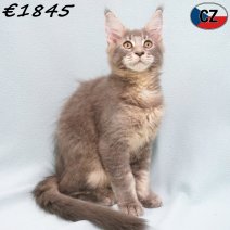 Maine Coon 31-03-26 M(CZ6825) 22-07-26.jpg