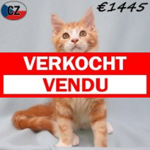 Maine Coon 04-04-26 M(CZ6823) 22-07-26.verkocht-vendu