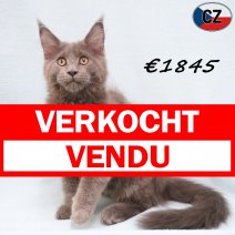 Maine Coon 31-03-26 M(CZ6831) 22-07-26 verkocht - vendu.jpg