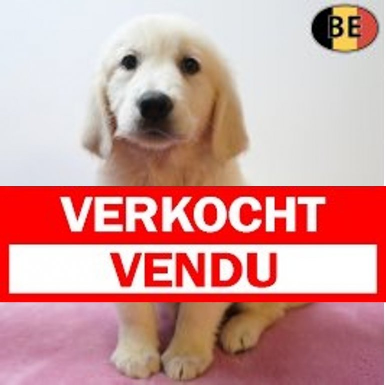 Verkocht Golden Retriever 16-05-26 F(BE1842) 22-07-26.jpg