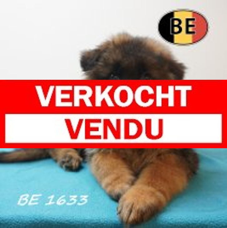 Duitse herder 19-05-26 M(BE1633) 25-07-26.verkocht-vendu