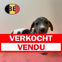 Jack Russell 26-04-2026 F (BE6332) 03-07-2026 verkocht - vendu.jpg