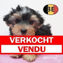 Yorkshire Terrier 19-05-2026 F (BE9796) 16-07-2026 verkocht - vendu.jpg