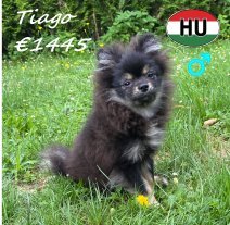 Dwergkees Tiago 29-12-25 M (HU8812) 30-06-2026.jpg