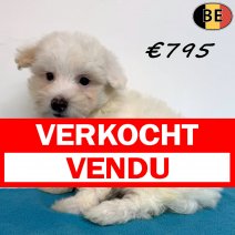 Maltezer 28-04-26 M(BE6344) 08-07-26 verkocht - vendu.jpg