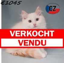 Ragdoll 23-02-26 M(CZ3384) 19-06-2026 verkocht - vendu.jpg