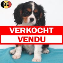 Cavalier King Charles 08-05-26 M(BE7266) 18-07-26 verkocht - vendu.jpg