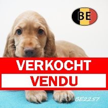 Engelse Cocker 21-05-2026 M (BE2257) 16-07-2026 verkocht - vendu.jpg