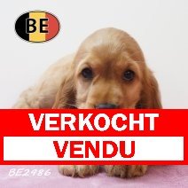Engelse Cocker 21-05-2026 F (BE2986) 16-07-2026 verkocht - vendu.jpg