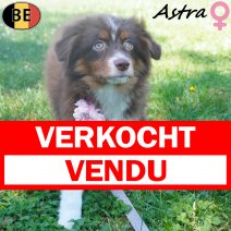 Miniature American Shepherd Astra 09-03-26 F(BE4158) 12-07-26 verkocht - vendu.jpg