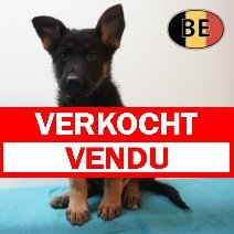 Duitse Herder 19-04-26 M (BE6266) 17-06-2026 verkocht - vendu.jpg