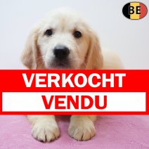 Golden Retriever 16-05-26 F(BE2294) 22-07-26 verkocht - vendu.jpg