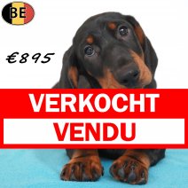 Teckel 29-04-2026 M(BE7221) 19-07-26 verkocht - vendu.jpg