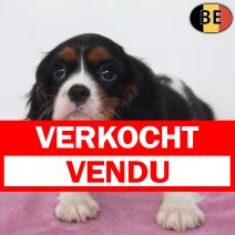 Cavalier King Charles 08-05-26 F(BE7258) 18-07-26 verkocht - vendu.jpg