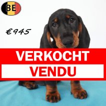 Teckel 29-04-2026 M(BE7275) 19-07-26 verkocht - vendu.jpg