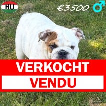Engelse Bulldog 04-03-2026 M(HU6005) 08-07-26 verkocht - vendu.jpg