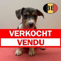 Jack Russell 26-04-2026 F (BE6335) 03-07-2026 verkocht - vendu.jpg