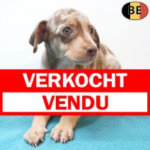 Pinscher 25-05-26 M(BE7328) 22-07-26 verkocht - vendu.jpg