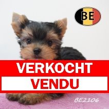 Yorkshire Terrier 19-05-2026 F (BE2106) 16-07-2026 verkocht - vendu.jpg