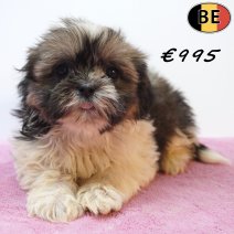 Shih Tzu X Lhasa Apso 18-05-26 F(BE7216) 27-07-26.jpg