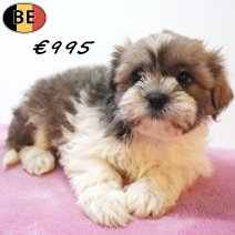 Shih Tzu X Lhasa Apso 18-05-26 F(BE7206) 27-07-26.jpg