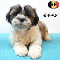 Shih Tzu X Lhasa Apso 18-05-26 M(BE7368) 27-07-26.jpg