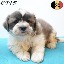 Shih Tzu X Lhasa Apso 18-05-26 M(BE7198) 27-07-26.jpg