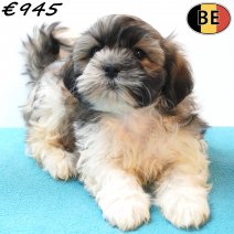 Shih Tzu X Lhasa Apso 18-05-26 M(BE7202) 27-07-26.jpg