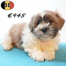 Shih Tzu X Lhasa Apso 18-05-26 M(BE7268) 27-07-26.jpg