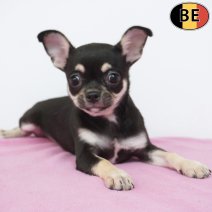 Chihuahua 10-05-26 F(BE7313) 27-07-26.jpg