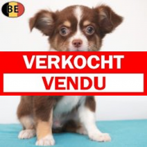 Chihuahua 10-05-26 M(BE7309) 27-07-26.verkocht-vendu