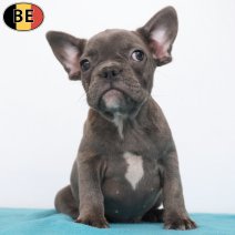 Franse Bulldog 09-05-26 M(BE7290) 27-07-26.jpg