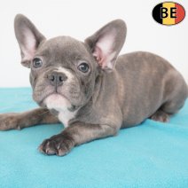 Franse Bulldog 09-05-26 M(BE7297) 27-07-26.jpg