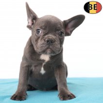 Franse Bulldog 09-05-26 M(BE7294) 27-07-26.jpg