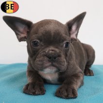 Franse Bulldog 09-05-26 M(BE7286) 27-07-26.jpg