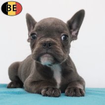 Franse Bulldog 09-05-26 M(BE7289) 27-07-26.jpg