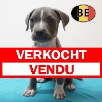 American Staffordshire Terrier 03-05-2026 M (BE7384) 11-07-2026 verkocht - vendu.jpg