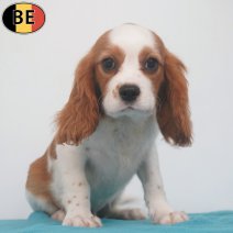 Cavalier King Charles 22-04-26 M(BE6268) 27-07-26.jpg