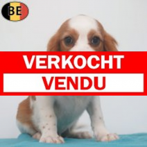Cavalier King Charles 22-04-26 M(BE6268) 27-07-26.verkocht-vendu
