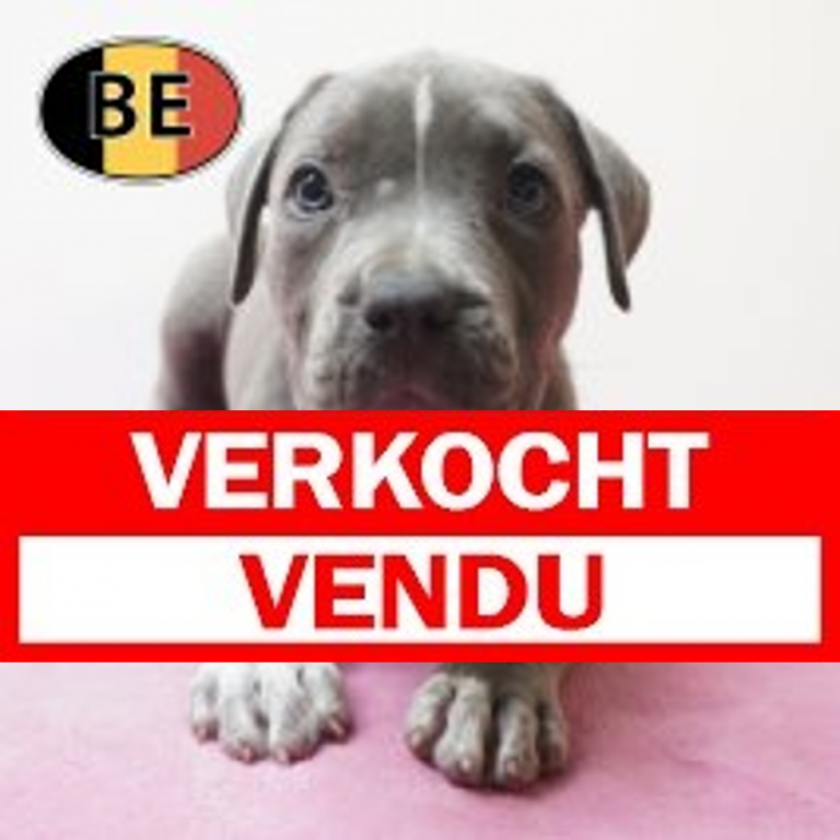 American Staffordshire Terrier 03-05-2026 F (BE7409) verkocht.JPG
