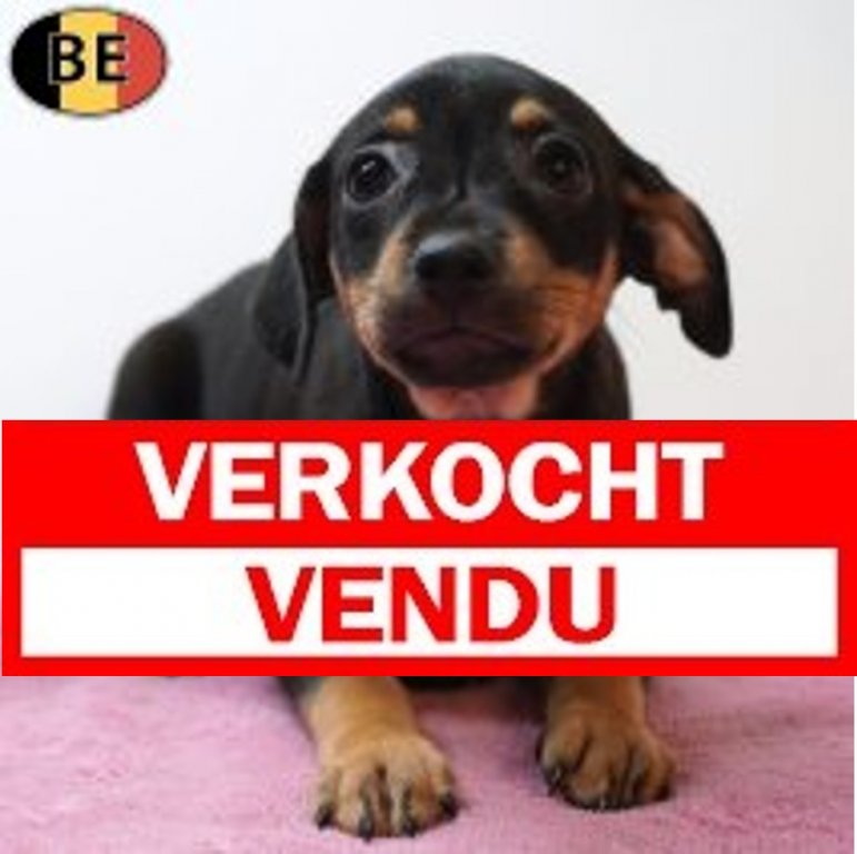 Pinscher 25-05-26 F(BE7232) verkocht.jpg