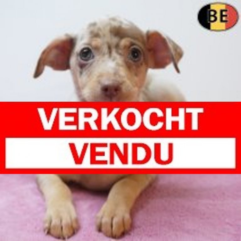 Pinscher 7279 verkocht