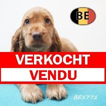 Engelse Cocker 21-05-2026 M (BE1771) 16-07-2026 verkocht - vendu.jpg