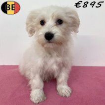 Maltezer 30-03-26 F(BE6346) 05-07-26..jpg