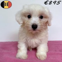 Maltezer 28-04-26 F(BE6294) 08-07-26..jpg