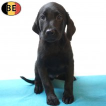 Labrador 25-05-26 M(BE2319) 29-07-26.jpg
