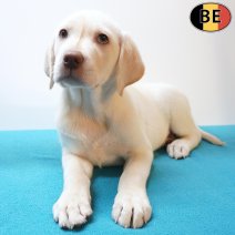 Labrador 25-05-26 M(BE2312) 29-07-26.jpg